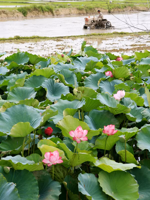 Hoa sen. Ảnh: Hồng Vĩnh