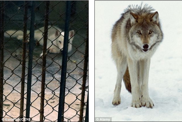 con chó sói được thay bằng chó lai. con chó sói được thay bằng chó lai