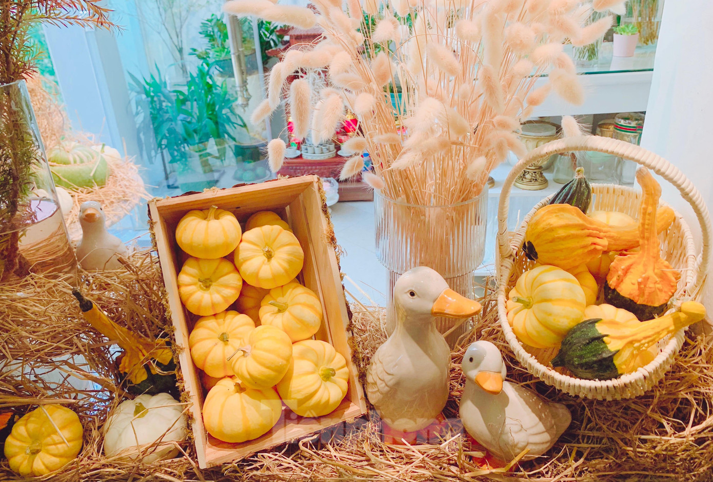 Bí giọt nước và bí thiên nga đắt hàng dù có giá thành cao. Bí giọt nước và bí thiên nga đắt hàng dù có giá thành cao.