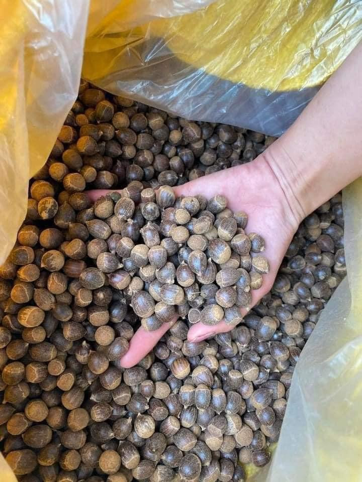 Hạt dẻ thóc đang vào mùa chín rộ. Hạt dẻ thóc đang vào mùa chín rộ.