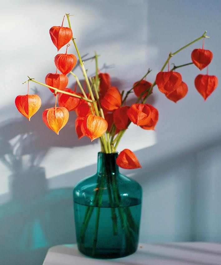 Cành hồng hoa đăng đẹp hút mắt chị em muốn mua cần đặt sớm. Cành hồng hoa đăng đẹp hút mắt chị em muốn mua cần đặt sớm.