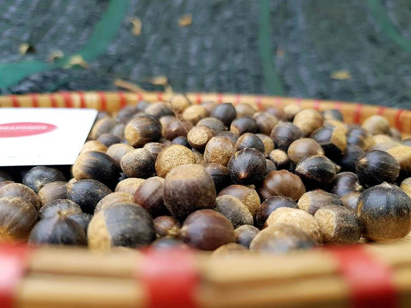 Dù mới đầu mùa nhưng hạt dẻ thóc đã được nhiều chị em đặt mua. Dù mới đầu mùa nhưng hạt dẻ thóc đã được nhiều chị em đặt mua.