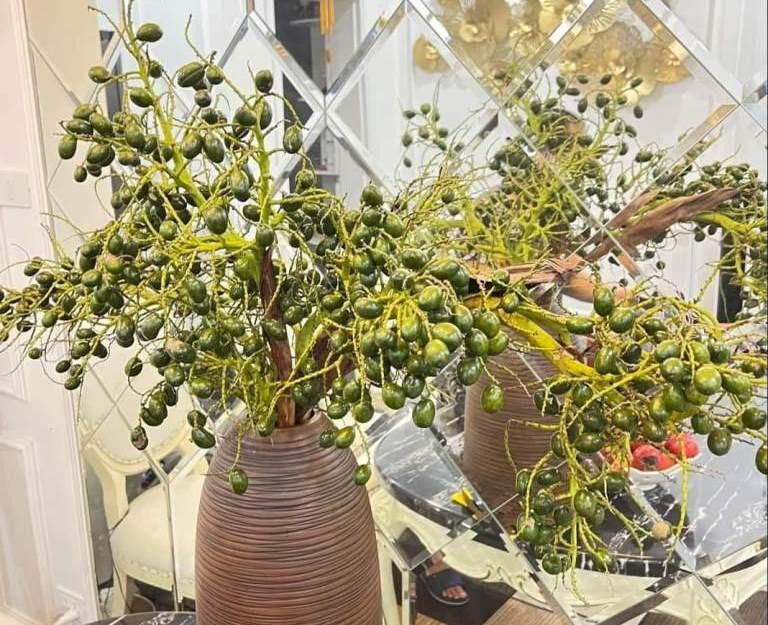 Cành cọ non sai trĩu quả vừa đẹp mắt, vừa gợi nhớ kỷ niệm tuổi thơ (Ảnh: Infonet).