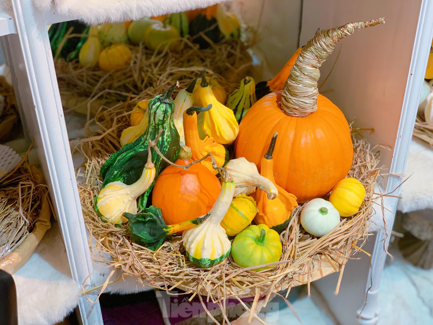 Một set bí ngô được trang trí sẵn với đủ các loại bí nhiều màu sắc. Một set bí ngô được trang trí sẵn với đủ các loại bí nhiều màu sắc.