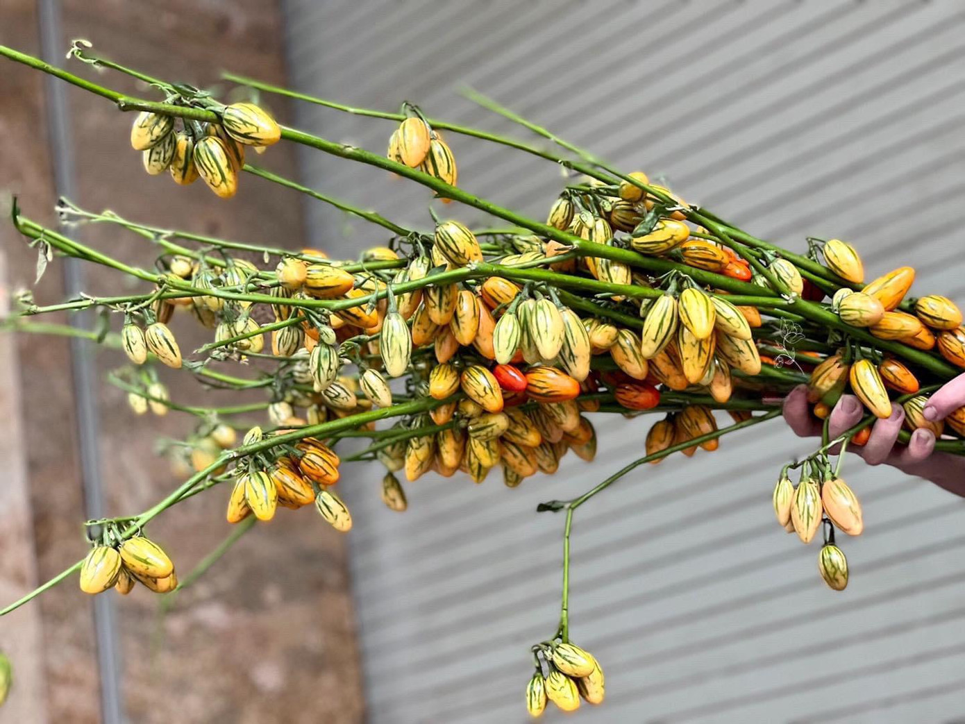 Cành quả dưa gang màu vàng rất hợp để trưng bày, trang trí trong mùa thu (Ảnh: An C.)