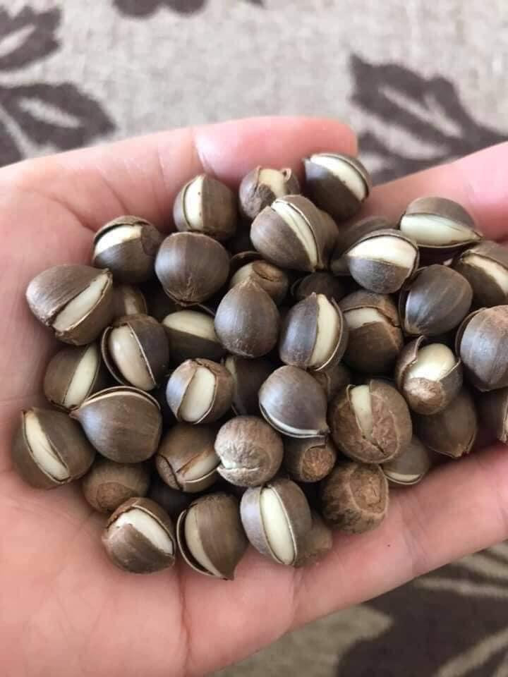 Hạt dẻ thóc là hạt rừng nên độ sạch đảm bảo, dẻ ăn bùi thơm đậm đà. Hạt dẻ thóc là hạt rừng nên độ sạch đảm bảo, dẻ ăn bùi thơm đậm đà.