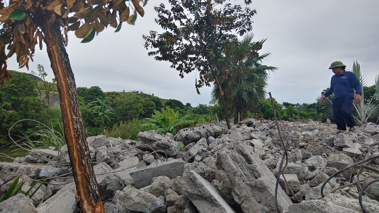 Nhiều cây xanh có giá trị bị tàn phá. Ảnh: N.L