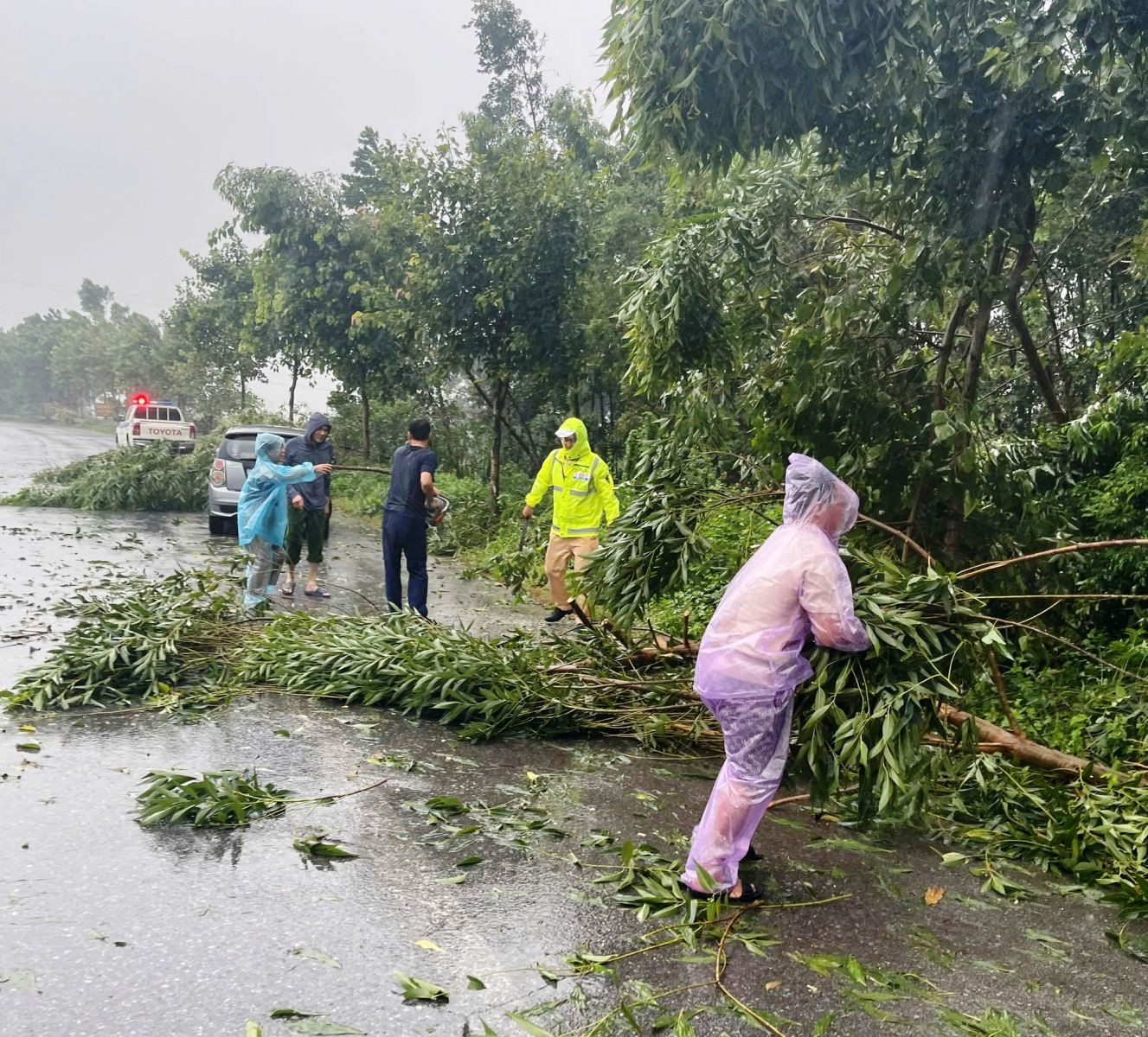 Dọn dẹp cây đổ sau bão.