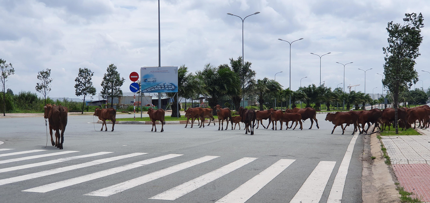 Dự án Khu công nghệ cao TPHCM chỉ sai về kỹ thuật và thủ tục ảnh 5