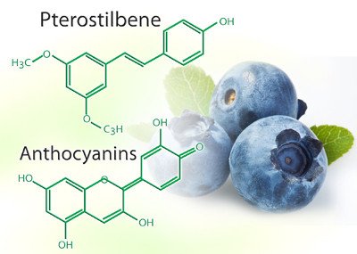 OTIV chứa Anthocyanin, Pterostilbene… từ Blueberry có tác dụng chống gốc tự do, rốt tốt cho não và mạch máu