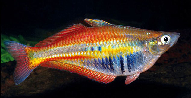 Cá bảy màu sắc cầu vồng – Chilatherina Alleni. Cá bảy màu sắc cầu vồng – Chilatherina Alleni