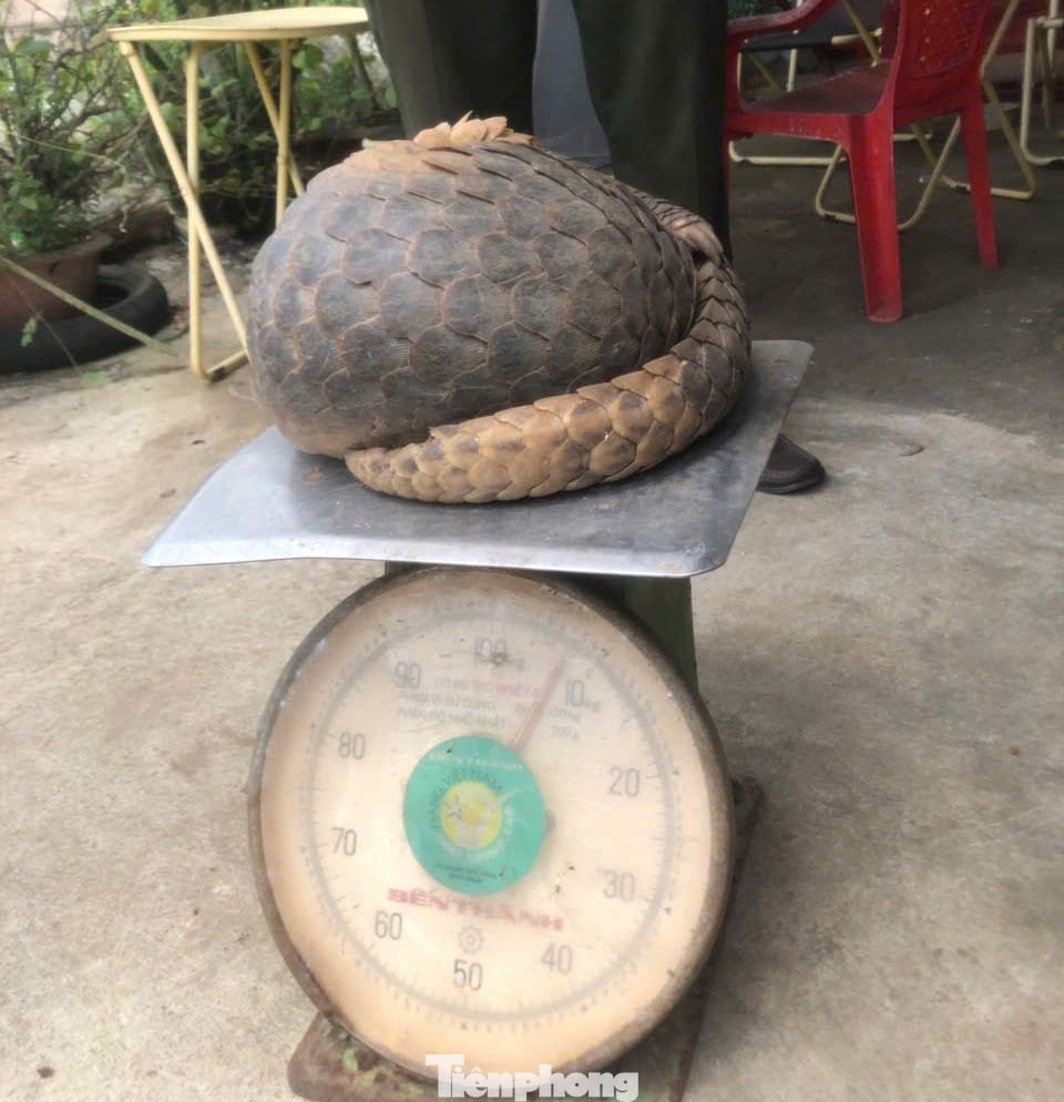 Con vật nặng 8kg Con vật nặng 8kg