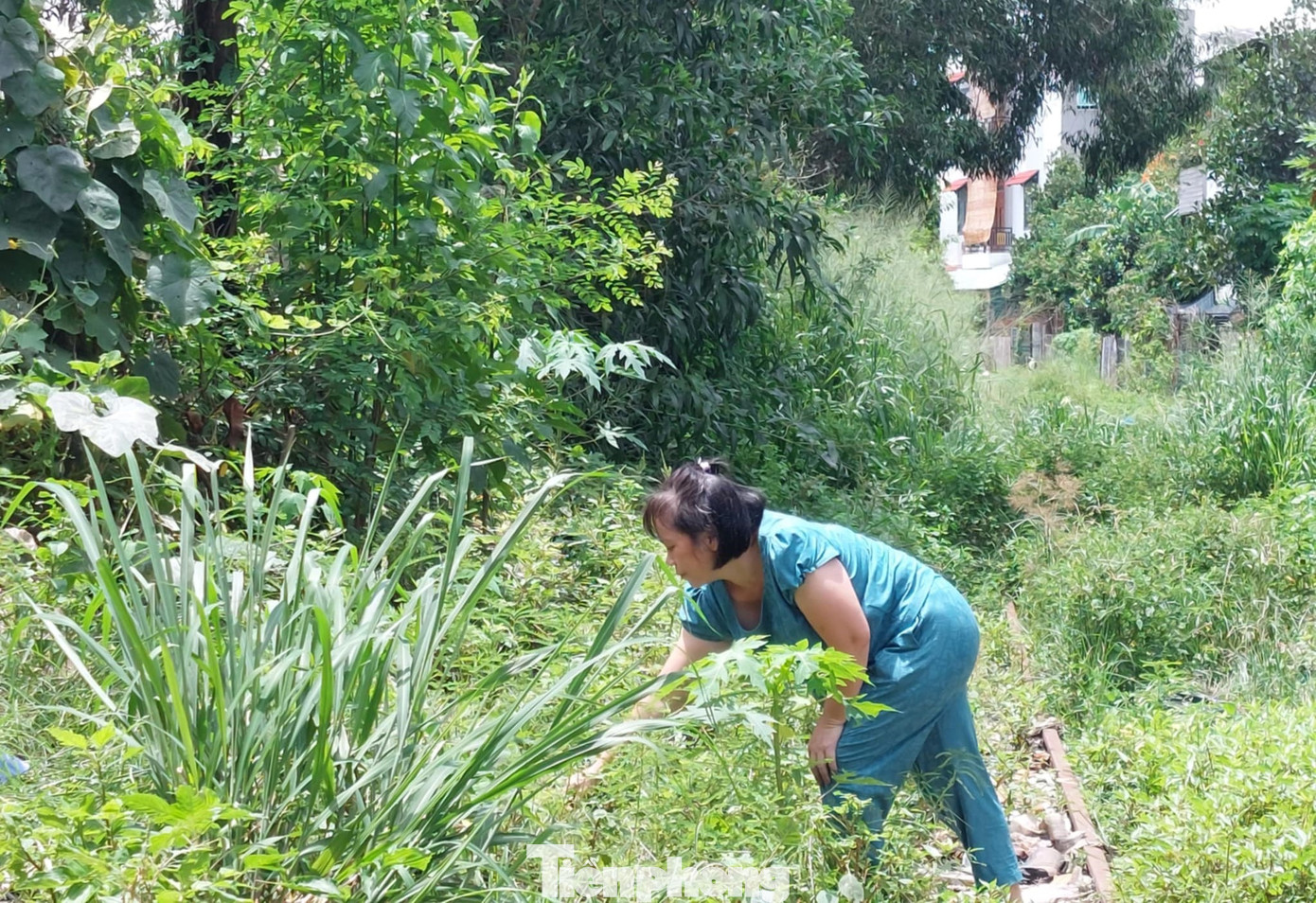 Về việc tháo dỡ 3 bộ ghi và các nhánh đường sắt số 60, 61, 62 trong khu vực trạm vật tư đường sắt Dĩ An khi chưa có quyết định, Bộ Giao thông vận tải đã thống nhất chủ trương tại văn bản số 8512 (do Công ty Cổ phần Vật tư đường sắt Sài Gòn không có nhu cầu sử dụng và đề nghị được tháo dỡ).