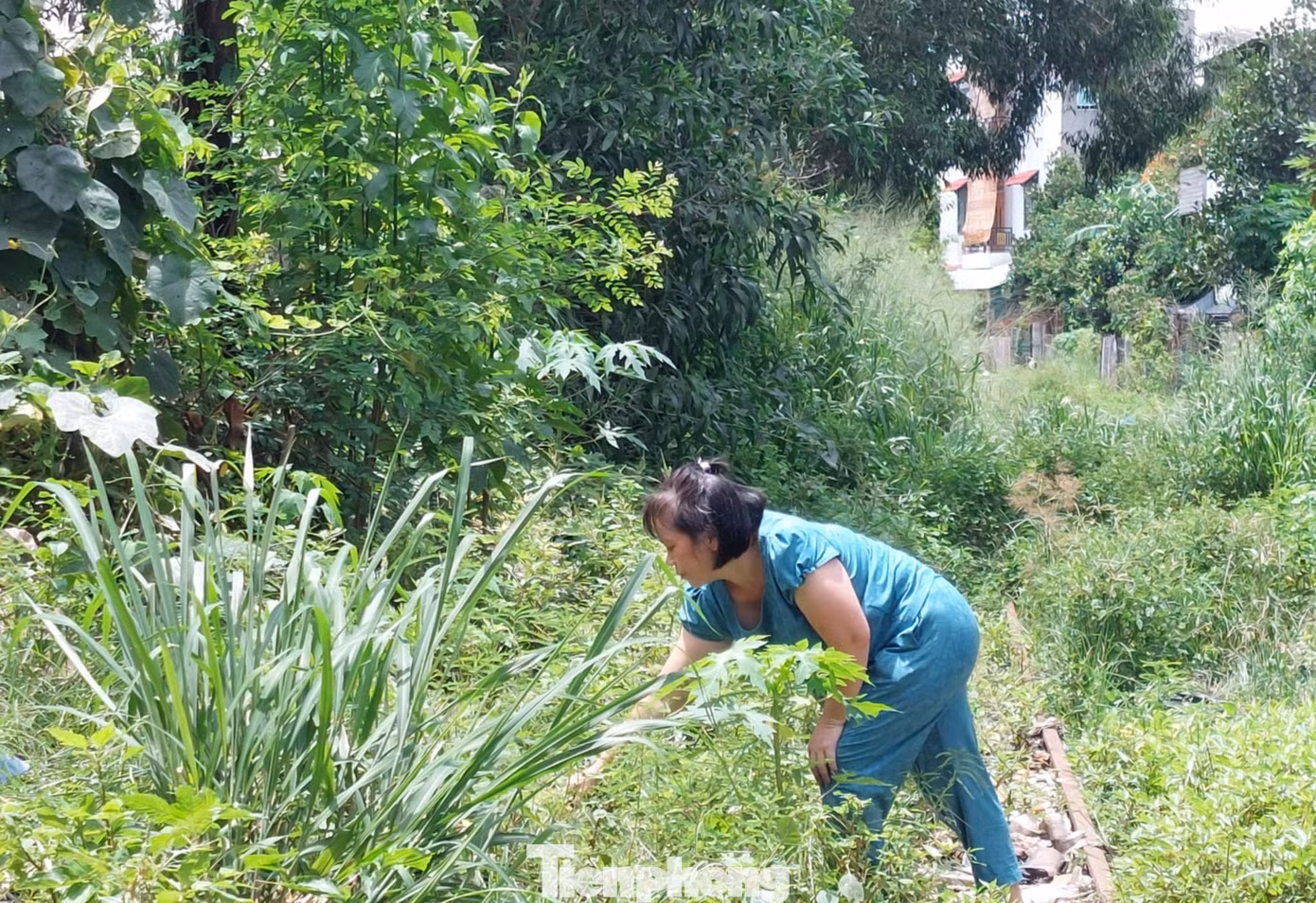 Về việc tháo dỡ 3 bộ ghi và các nhánh đường sắt số 60, 61, 62 trong khu vực trạm vật tư đường sắt Dĩ An khi chưa có quyết định, Bộ Giao thông vận tải đã thống nhất chủ trương tại văn bản số 8512 (do Công ty Cổ phần Vật tư đường sắt Sài Gòn không có nhu cầu sử dụng và đề nghị được tháo dỡ).
