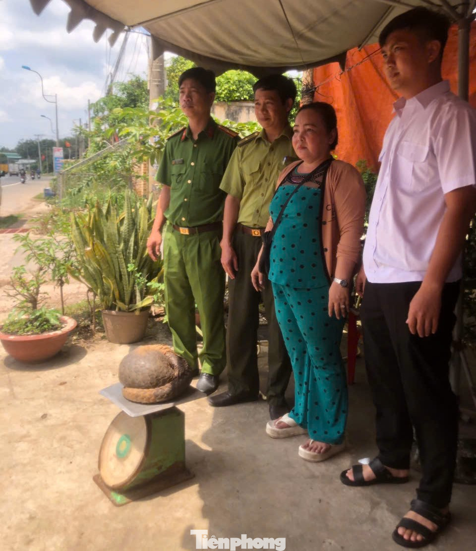 Cơ quan chức năng tiếp nhận bàn giao con tê tê Java từ người dân Cơ quan chức năng tiếp nhận bàn giao con tê tê Java từ người dân