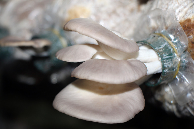 Mỗi tháng anh Long thu về khoảng 100 triệu đồng từ các trại nấm bào ngư Mỗi tháng anh Long thu về khoảng 100 triệu đồng từ các trại nấm bào ngư