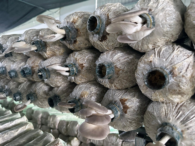 Nấm bào ngư được trồng trong trại của anh Long Nấm bào ngư được trồng trong trại của anh Long