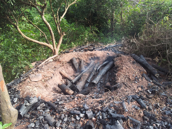 Gỗ rừng bị đốt làm than