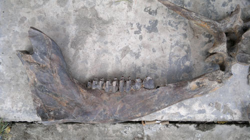 Xương hàm vẫn còn những chiếc răng