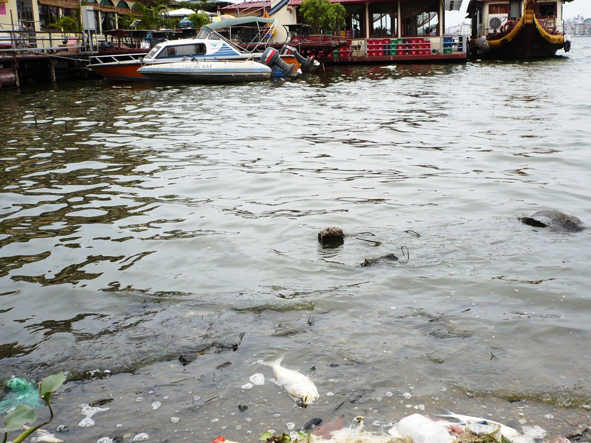Cá chết nổi lềnh bềnh tại khu vực nhà nổi, phường Thụy Khuê Ảnh: A. Trọng. Cá chết nổi lềnh bềnh tại khu vực nhà nổi, phường Thụy Khuê Ảnh: A. Trọng