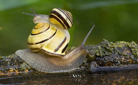 Ốc sên hay ốc sên hoa, có tên khoa học là Achatina fulica. Đây là loài động vật thân mềm sống trên cạn, thuộc họ Achatinidae