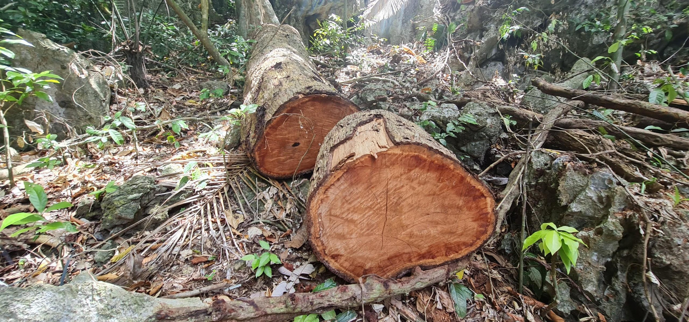 Phần thân cây bị cắt xẻ còn để lại giữa rừng