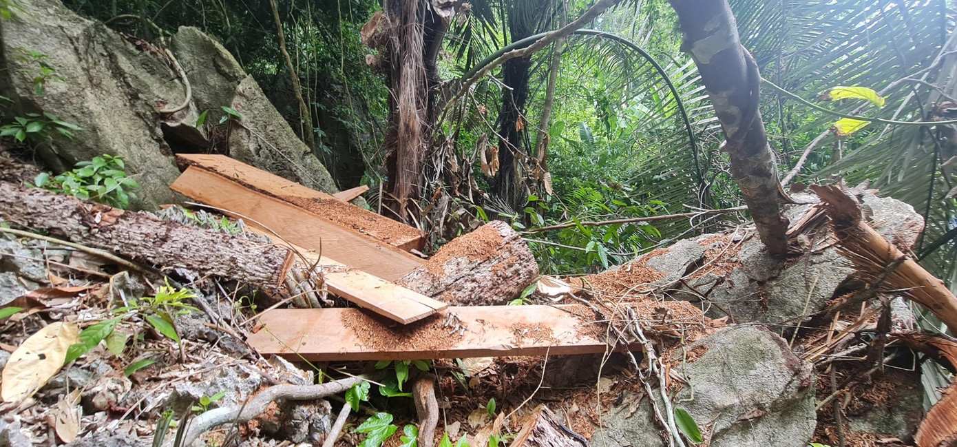 Một gốc cây ở khu vực núi đá hiểm trở bị lâm tặc đốn hạ lấy gỗ, bỏ lại bìa rác tại hiện trường