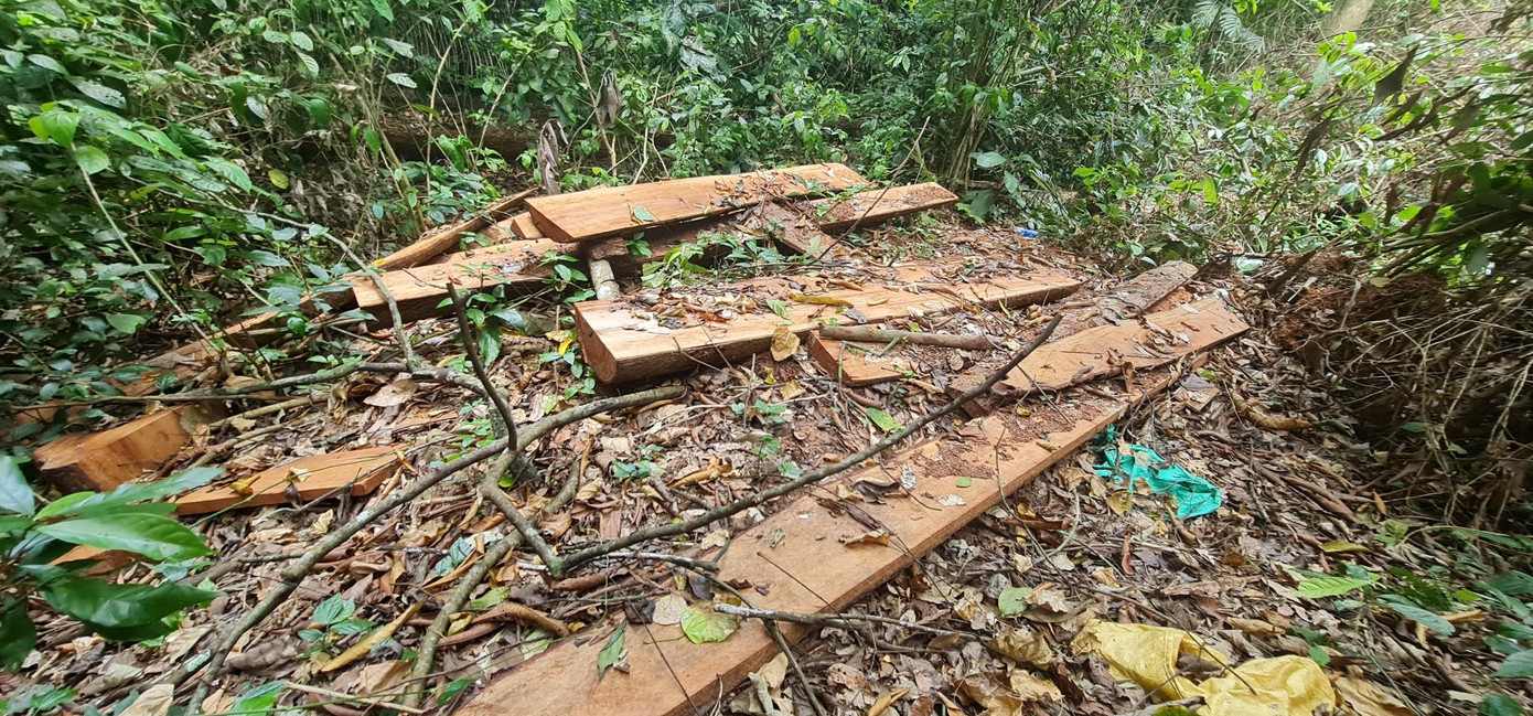 Những bìa gỗ giữa rừng đã cũ