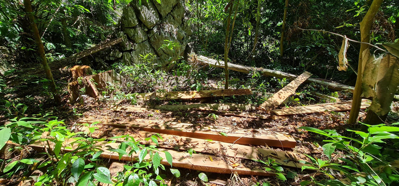 Những bìa gỗ bị lâm tặc bỏ lại giữa rừng