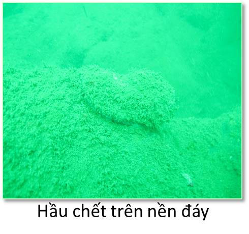 Bộ ảnh đáy biển miền Trung sau sự cố môi trường ảnh 10