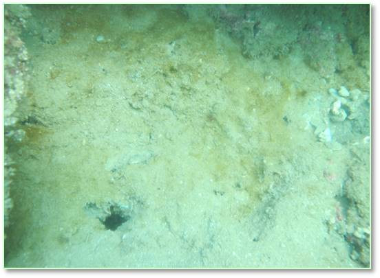 Bộ ảnh đáy biển miền Trung sau sự cố môi trường ảnh 13