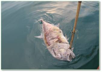 Bộ ảnh đáy biển miền Trung sau sự cố môi trường ảnh 16