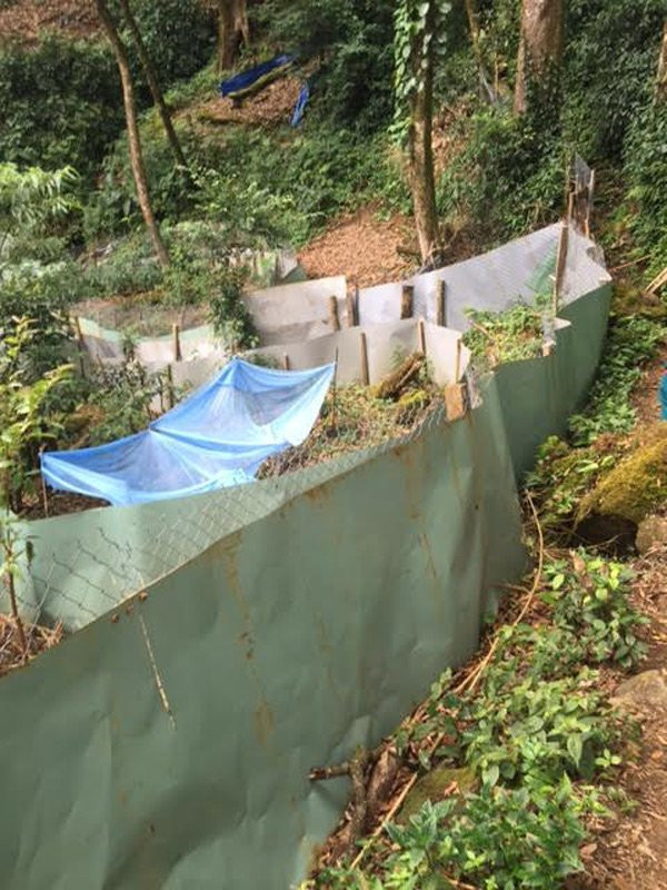 Thực hư cây sâm Ngọc Linh 'trả 30.000 USD không bán' ảnh 2