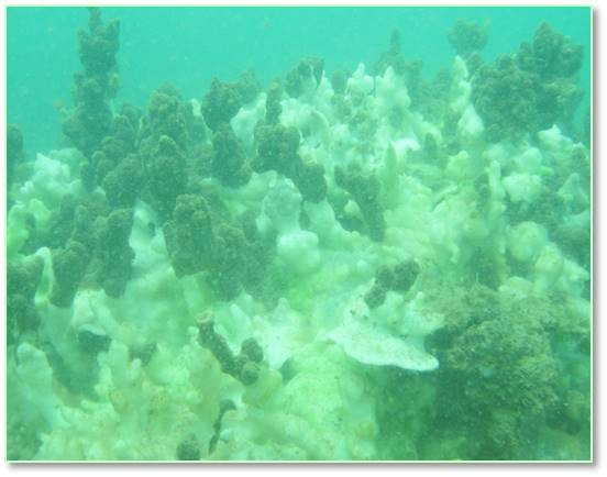 Bộ ảnh đáy biển miền Trung sau sự cố môi trường ảnh 11