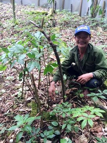 Thực hư cây sâm Ngọc Linh 'trả 30.000 USD không bán' ảnh 1