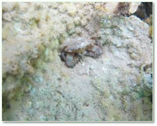 Bộ ảnh đáy biển miền Trung sau sự cố môi trường ảnh 14