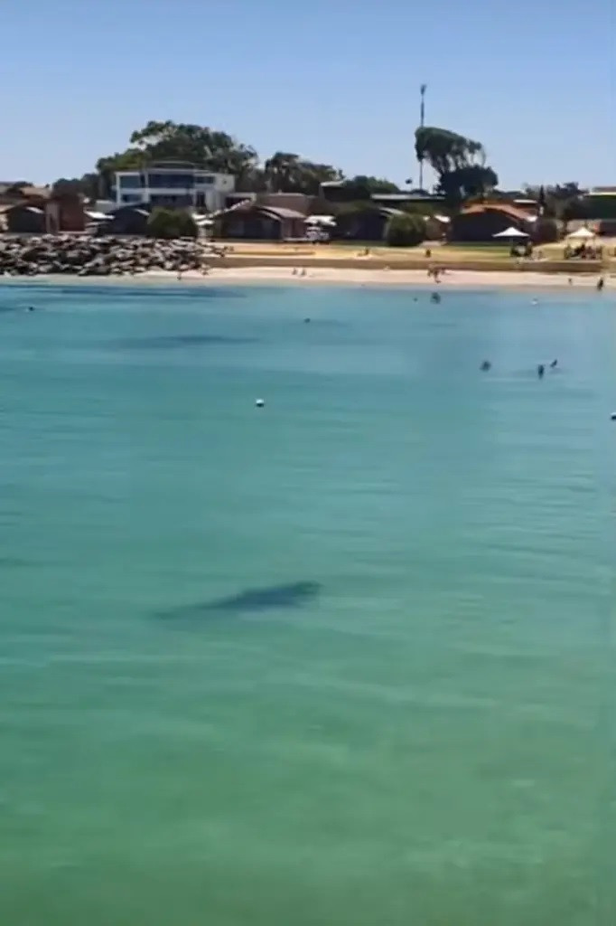 Hình ảnh con cá mập lảng vảng trên bờ biển. (Ảnh chụp màn hình đoạn video) Hình ảnh con cá mập lảng vảng trên bờ biển. (Ảnh chụp màn hình đoạn video)