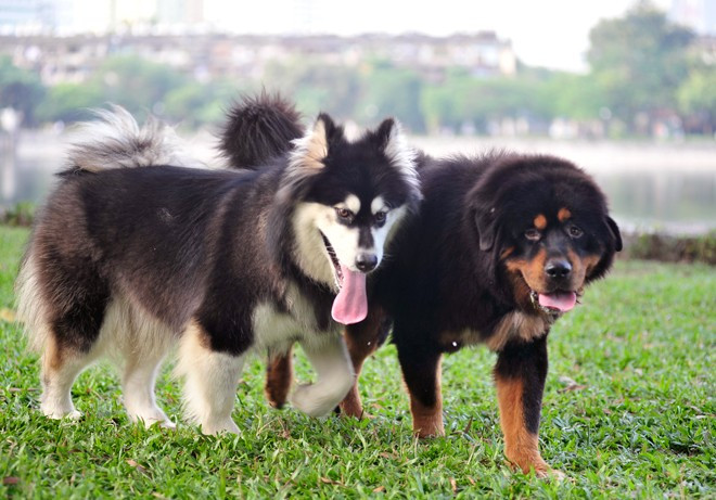 Hai chú chó sánh đôi dạo chơi mà không cần phải dùng đến xích 