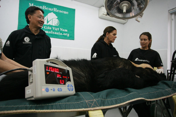 Mỗi chú gấu khi được cứu trợ về đều phải nhốt cách ly khoảng 1 tháng để theo dõi sau đó trải qua một cuộc khám nghiệm sức khỏe toàn diện trước khi được thả và khu nuôi dưỡng