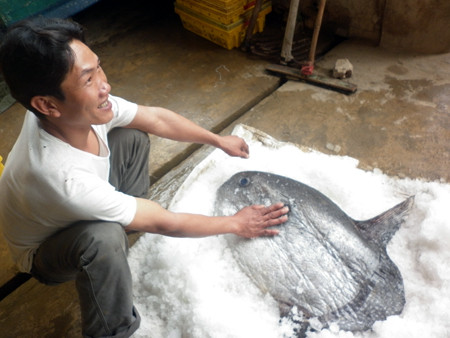 Vì con cá chết ngay khi được kéo lên nên anh Đoàn phải ướp đá