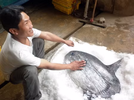 Vì con cá chết ngay khi được kéo lên nên anh Đoàn phải ướp đá