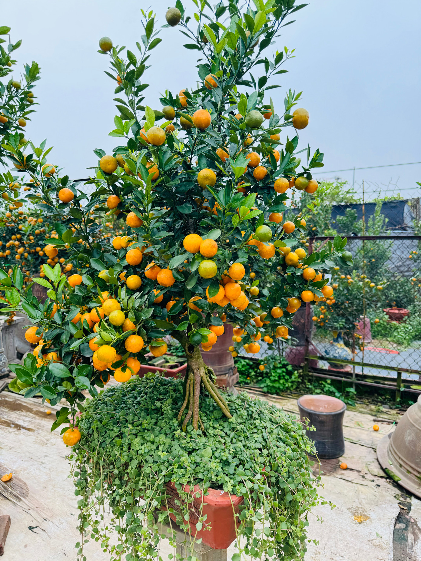 Quất mộc căn cũng có nhiều dáng, thế như: Huynh đệ, mẫu tử, thác đổ, ngũ phúc, tam đa, tứ quý, lộc bình…