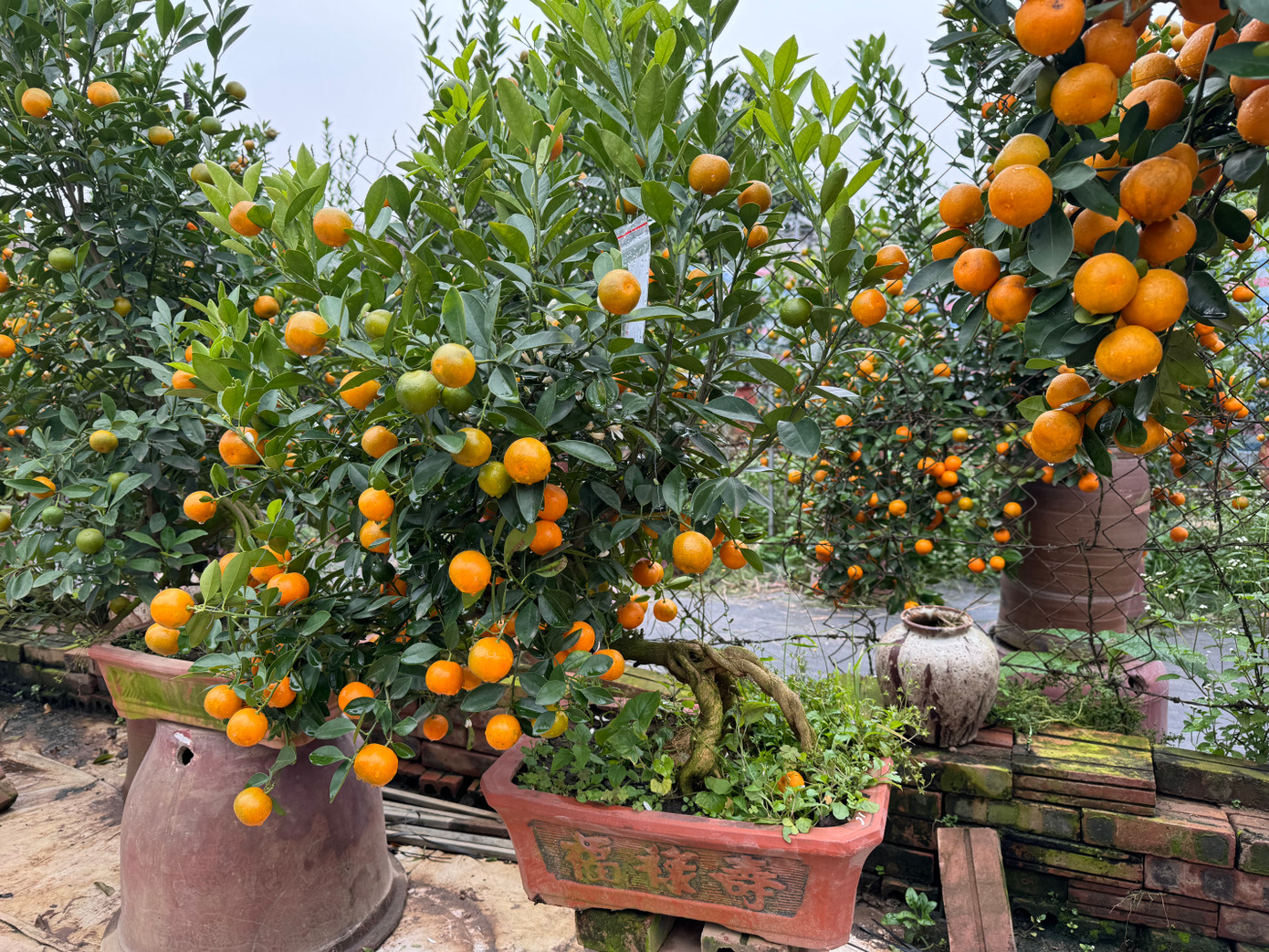 Quất mộc căn là gì mà gây sốt dịp Tết này? ảnh 1