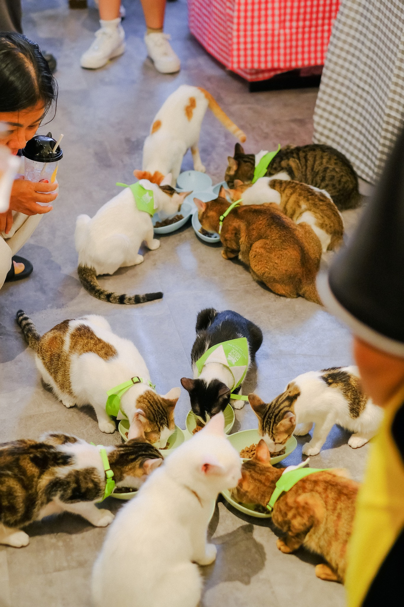 Những bé mèo được làm việc và được chăm sóc kỹ lưỡng mỗi ngày. (Ảnh: The Meow House) Những bé mèo được làm việc và được chăm sóc kỹ lưỡng mỗi ngày. (Ảnh: The Meow House)