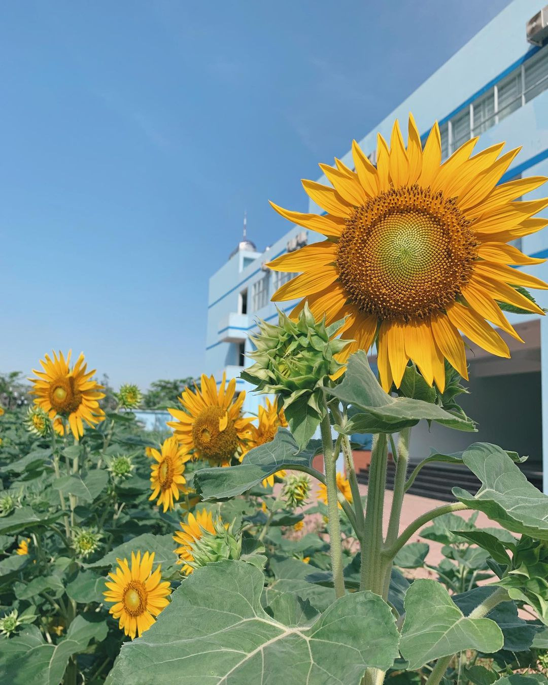 Vườn hoa hướng dương nở rộ rực rỡ. Ảnh: Kim Khuê