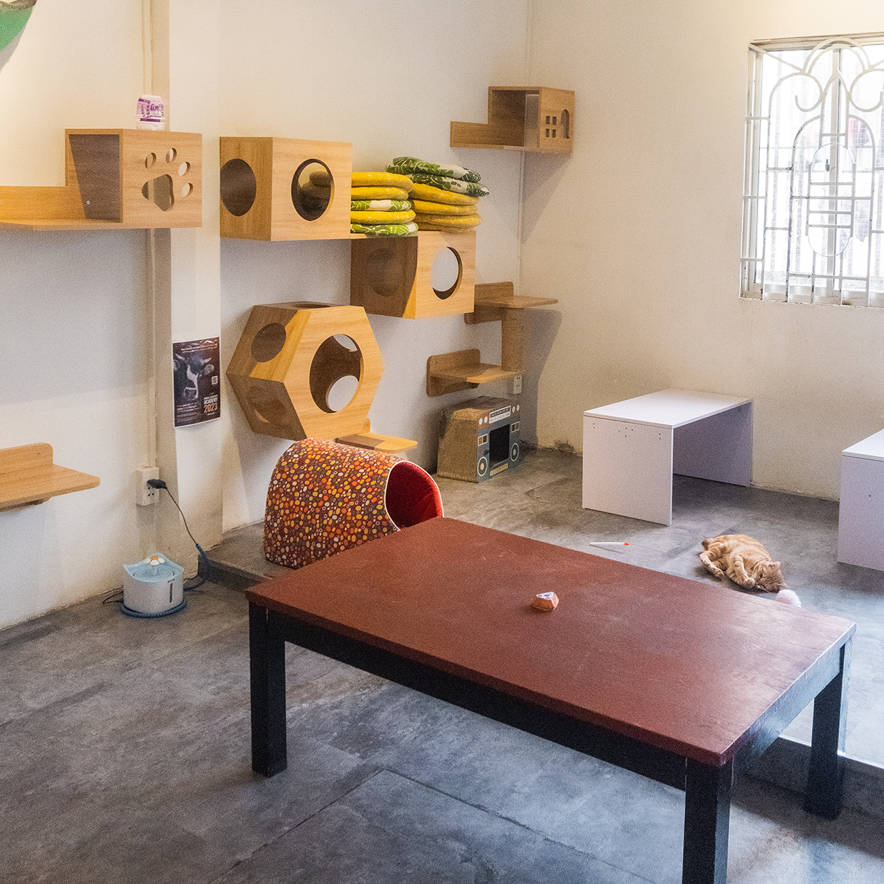 (Ảnh: The Meow House) (Ảnh: The Meow House)