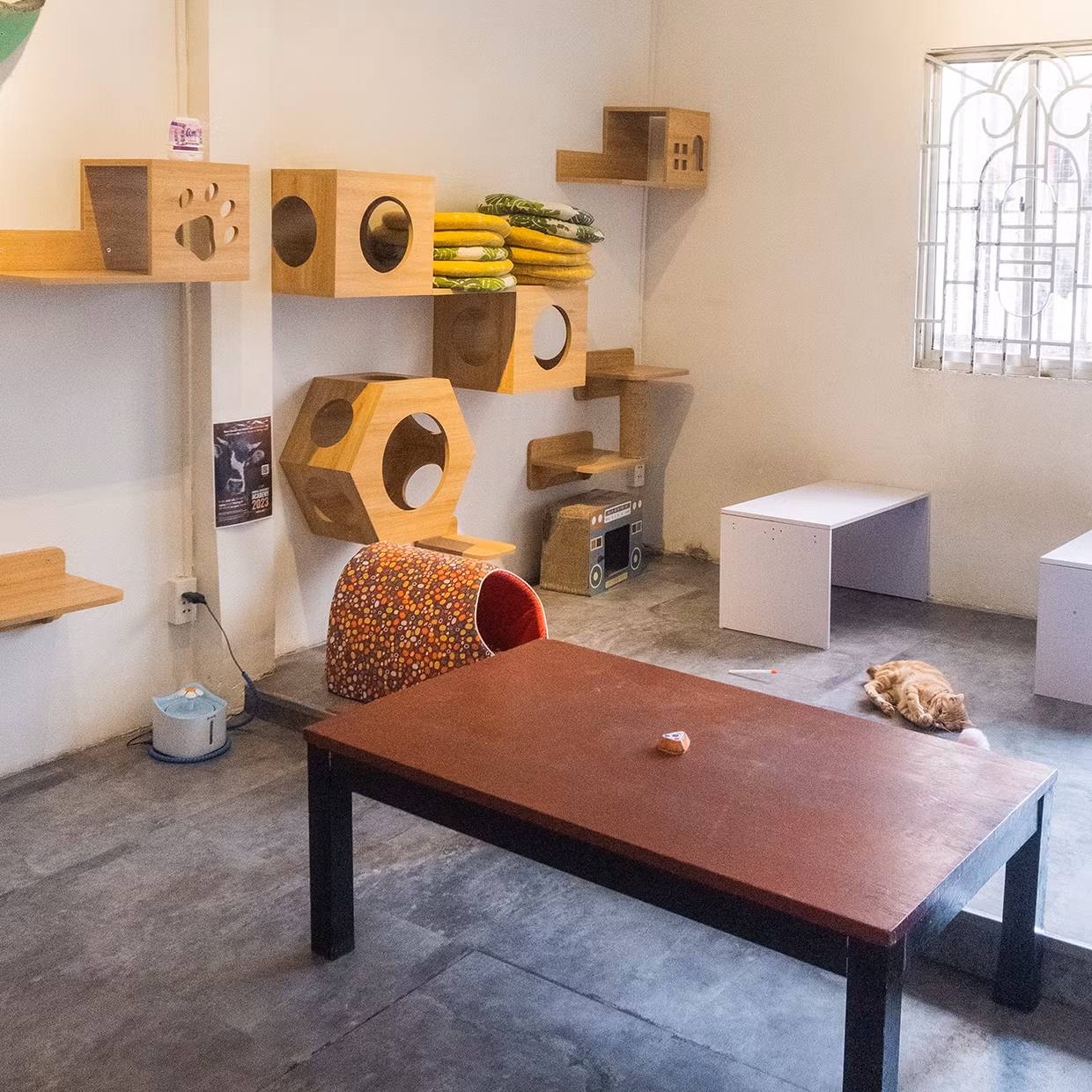 (Ảnh: The Meow House)