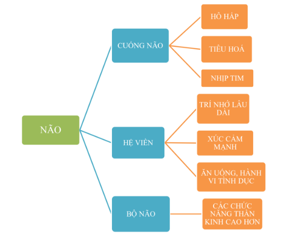 Mỗi hành vi của chúng ta đều được ảnh hưởng bởi các cơ quan cơ thể do não kiểm soát. Mỗi hành vi của chúng ta đều được ảnh hưởng bởi các cơ quan cơ thể do não kiểm soát.