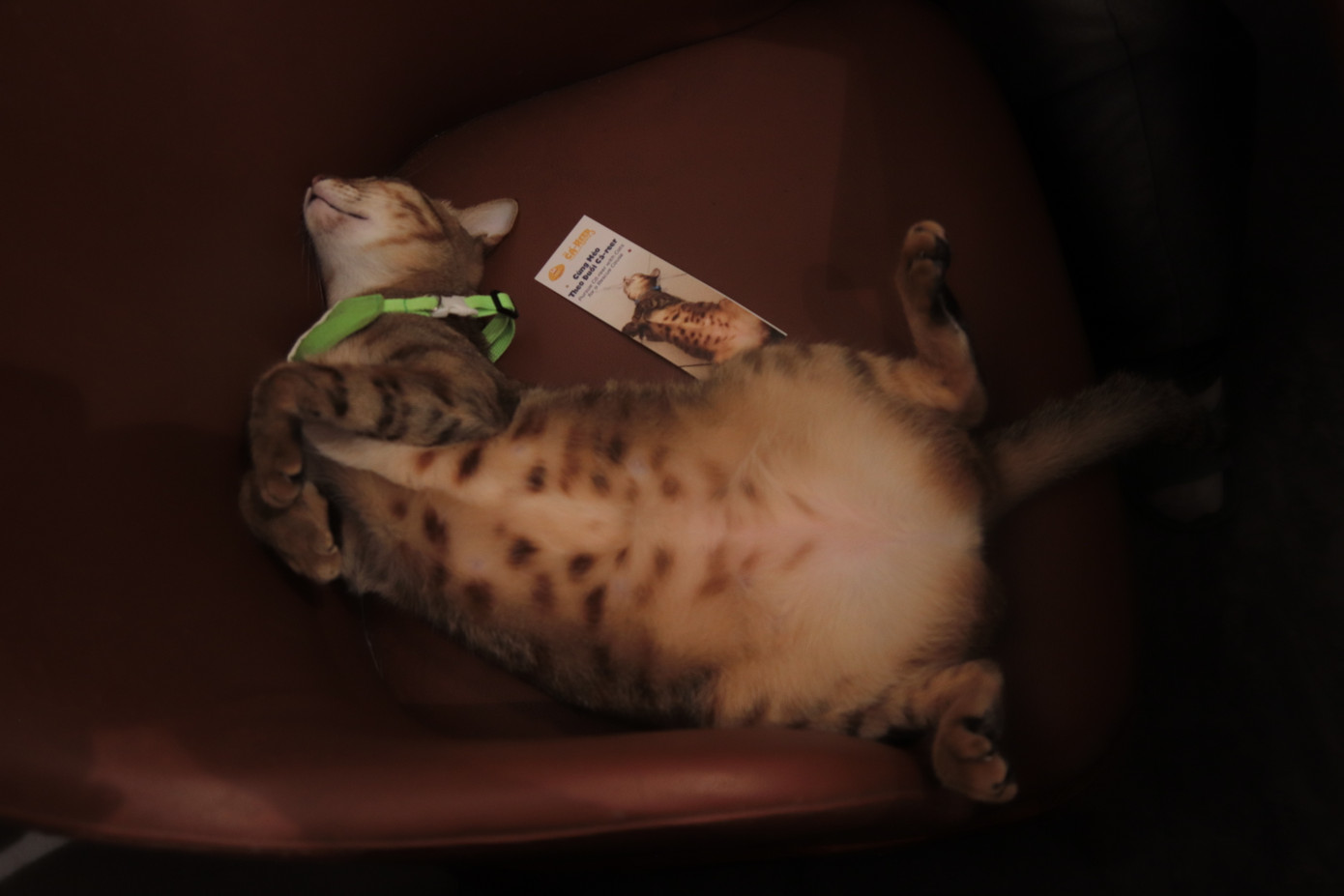 (Ảnh: The Meow House) (Ảnh: The Meow House)