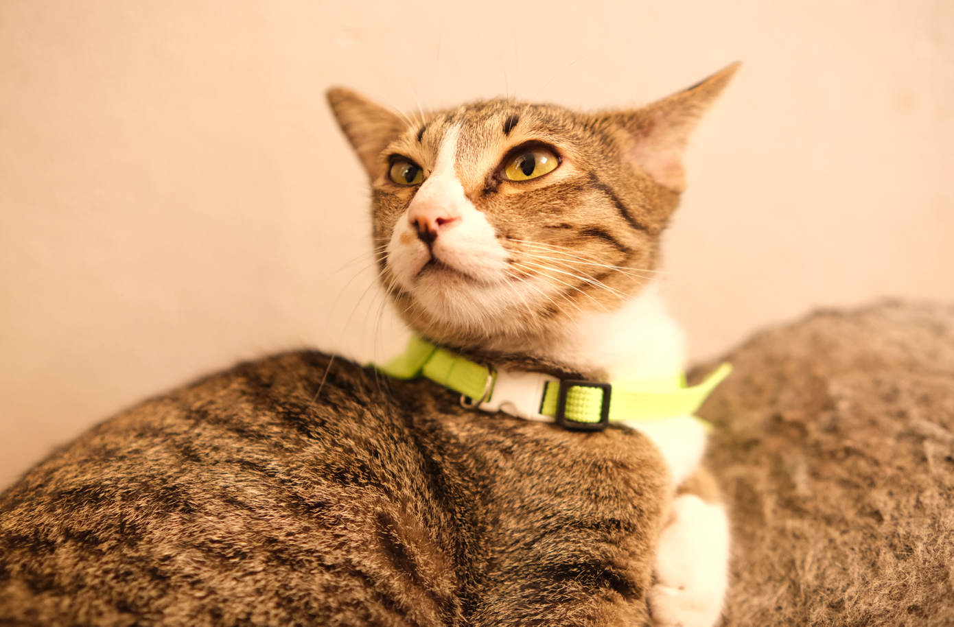 (Ảnh: The Meow House) (Ảnh: The Meow House)